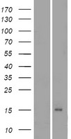 HCRT / Orexin Protein - Western validation with an anti-DDK antibody * L: Control HEK293 lysate R: Over-expression lysate
