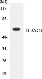 HDAC1 Antibody - Western blot analysis of the lysates from COLO205 cells using HDAC1 antibody.