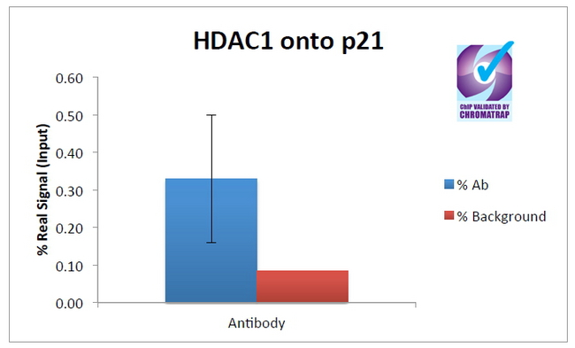 HDAC1 Antibody - ChIP of 2ug Goat Anti-Hdac1 (aa385-396) Antibody with MCF7 chromatin using the Chromatrap® spin column sonication kit (Protein G) measuring H3 enrichment onto the p21 locus.