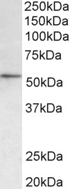 HDAC1 Antibody - HDAC1 antibody (0.3 ug/ml) staining of NIH3T3 lysate (35 ug protein in RIPA buffer). Primary incubation was 1 hour. Detected by chemiluminescence.