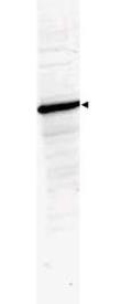 HDAC1 Antibody - Western Blot of rabbit Anti-HDAC-1 Antibody. Lane 1: 293 whole cell lysate. Lane 2: none. Load: 35 µg per lane. Primary antibody: HDAC-1 antibody at 1:3,500 for overnight at 4°C. Secondary antibody: rabbit secondary antibody at 1:10,000 for 45 min at RT. Block: 5% BLOTTO overnight at 4°C. Predicted/Observed size: ~65 kDa corresponding to human HDAC1. Other band(s): none.