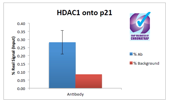 HDAC1 Antibody - ChIP of 2ug Goat Anti-Histone Deacetylase 1 Antibody with 1ug MCF7 chromatin using the Chromatrap® spin column sonication kit (Protein G) measuring H3 enrichment onto the p21 locus.