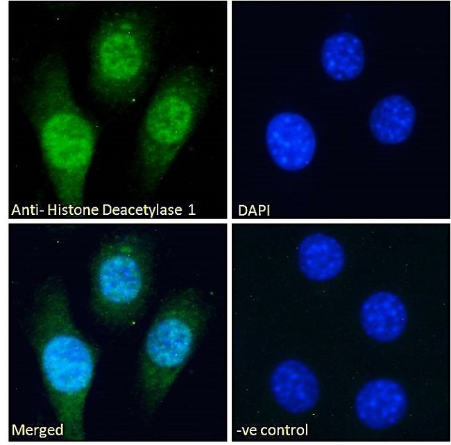 HDAC1 Antibody - Goat Anti-Histone Deacetylase 1 Antibody Immunofluorescence analysis of paraformaldehyde fixed NIH3T3 cells, permeabilized with 0.15% Triton. Primary incubation 1hr (10ug/ml) followed by Alexa Fluor 488 secondary antibody (2ug/ml), showing nuclear staining. The nuclear stain is DAPI (blue). Negative control: Unimmunized goat IgG (10ug/ml) followed by Alexa Fluor 488 secondary antibody (2ug/ml).