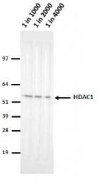 HDAC1 Antibody - HeLa lysate run on 4-12% Bis-Tris 2D gel in 1xMOPS running buffer. Transfer to 0.45um nitrocellulose. Membrane probed with 10E2 (anti-HDAC1). Anti-mouse IgG (whole molecule)-AP conjugate (1 in 2000). Detection with BCIP/NBT substrate.
