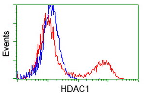 HDAC1 Antibody - HEK293T cells transfected with either overexpress plasmid (Red) or empty vector control plasmid (Blue) were immunostained by anti-HDAC1 antibody, and then analyzed by flow cytometry.