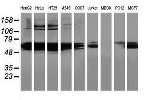HDAC1 Antibody - Western blot of extracts (35ug) from 9 different cell lines by using anti-HDAC1 monoclonal antibody.