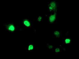 HDAC1 Antibody - Anti-HDAC1 mouse monoclonal antibody immunofluorescent staining of COS7 cells transiently transfected by pCMV6-ENTRY HDAC1.