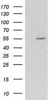 HDAC1 Antibody - HEK293T cells were transfected with the pCMV6-ENTRY control (Left lane) or pCMV6-ENTRY HDAC1 (Right lane) cDNA for 48 hrs and lysed. Equivalent amounts of cell lysates (5 ug per lane) were separated by SDS-PAGE and immunoblotted with anti-HDAC1.
