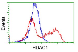 HDAC1 Antibody - HEK293T cells transfected with either overexpress plasmid (Red) or empty vector control plasmid (Blue) were immunostained by anti-HDAC1 antibody, and then analyzed by flow cytometry.