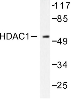 HDAC1 Antibody - Western blot of HDAC1 (E468) pAb in extracts from NIH/3T3 cells.