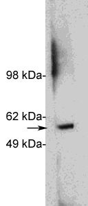HDAC1 Antibody - Western blot of HDAC1, Human, rabbit polyclonal at 1 ug/ml on HeLa cell extract (20 ug/lane). Blots were developed with goat anti-rabbit Ig (1:75k) and Pierce Supersignal West Femto system.