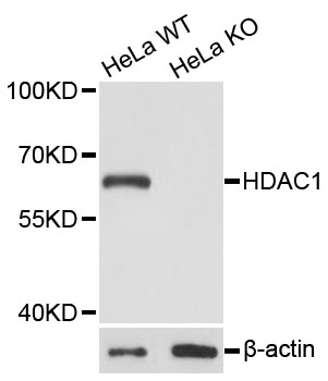 HDAC1 Antibody - Western blot analysis of extracts from HDAC1 wild-type (WT) and knockout (KO) HeLa cellss.