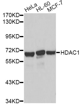 HDAC1 Antibody - Western blot analysis of extracts of various cell lines, using HDAC1 antibody. The secondary antibody used was an HRP Goat Anti-Rabbit IgG (H+L) at 1:10000 dilution. Lysates were loaded 25ug per lane and 3% nonfat dry milk in TBST was used for blocking.