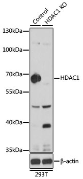 HDAC1 Antibody - Western blot analysis of extracts from normal (control) and HDAC1 knockout (KO) 293T cells, using HDAC1 antibodyat 1:1000 dilution. The secondary antibody used was an HRP Goat Anti-Rabbit IgG (H+L) at 1:10000 dilution. Lysates were loaded 25ug per lane and 3% nonfat dry milk in TBST was used for blocking. An ECL Kit was used for detection and the exposure time was 60s.