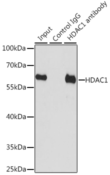 HDAC1 Antibody - Immunoprecipitation analysis of 200ug extracts of HT-29 cells, using 3 ug HDAC1 antibody. Western blot was performed from the immunoprecipitate using HDAC1 antibodyat a dilition of 1:1000.