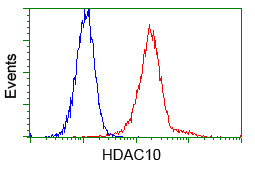 HDAC10 Antibody - Flow cytometric analysis of Hela cells, using anti-HDAC10 antibody, (Red) compared to a nonspecific negative control antibody (Blue).