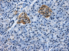 HDAC10 Antibody - IHC of paraffin-embedded pancreas tissue using anti-HDAC10 mouse monoclonal antibody. (Dilution 1:50).