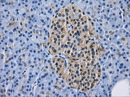 HDAC10 Antibody - IHC of paraffin-embedded pancreas tissue using anti-HDAC10 mouse monoclonal antibody. (Dilution 1:50).