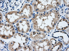 HDAC10 Antibody - IHC of paraffin-embedded Kidney tissue using anti-HDAC10 mouse monoclonal antibody. (Dilution 1:50).