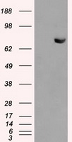 HDAC10 Antibody - HEK293T cells were transfected with the pCMV6-ENTRY control (Left lane) or pCMV6-ENTRY HDAC10 (Right lane) cDNA for 48 hrs and lysed. Equivalent amounts of cell lysates (5 ug per lane) were separated by SDS-PAGE and immunoblotted with anti-HDAC10.