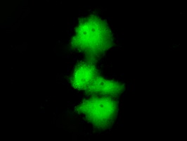 HDAC10 Antibody - Anti-HDAC10 mouse monoclonal antibody  immunofluorescent staining of COS7 cells transiently transfected by pCMV6-ENTRY HDAC10.