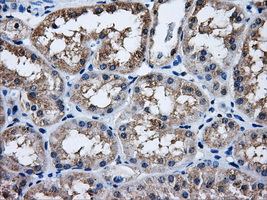 HDAC10 Antibody - IHC of paraffin-embedded Kidney tissue using anti-HDAC10 mouse monoclonal antibody. (Dilution 1:50).