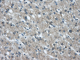 HDAC10 Antibody - IHC of paraffin-embedded liver tissue using anti-HDAC10 mouse monoclonal antibody. (Dilution 1:50).