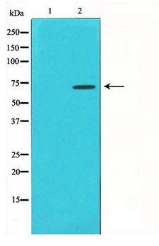 HDAC10 Antibody - Western blot of COS7 cell lysate using HDAC10 Antibody