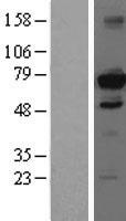 HDAC10 Protein - Western validation with an anti-DDK antibody * L: Control HEK293 lysate R: Over-expression lysate