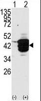 HDAC11 Antibody - Western blot of HDAC11 (arrow) using HDAC11 Antibody. 293 cell lysates (2 ug/lane) either nontransfected (Lane 1) or transiently transfected with the HDAC11 gene (Lane 2) (Origene Technologies).