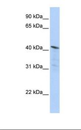 HDAC11 Antibody - HepG2 cell lysate. Antibody concentration: 1.0 ug/ml. Gel concentration: 12%.  This image was taken for the unconjugated form of this product. Other forms have not been tested.