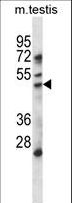 HDAC11 Antibody - HDAC11 Antibody western blot of mouse testis tissue lysates (35 ug/lane). The HDAC11 antibody detected the HDAC11 protein (arrow).