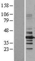 HDAC11 Protein - Western validation with an anti-DDK antibody * L: Control HEK293 lysate R: Over-expression lysate