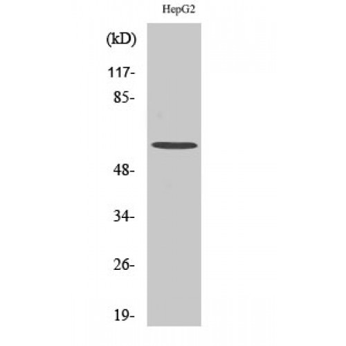 HDAC2 Antibody - Western blot of HDAC2 antibody