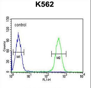 HDAC2 Antibody - HDAC2 Antibody flow cytometry of K562 cells (right histogram) compared to a negative control cell (left histogram). FITC-conjugated goat-anti-rabbit secondary antibodies were used for the analysis.