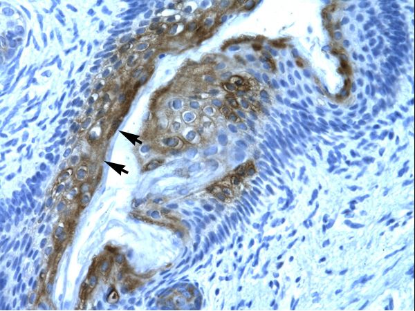HDAC2 Antibody - Human Spermatophore.  This image was taken for the unconjugated form of this product. Other forms have not been tested.