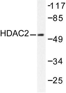 HDAC2 Antibody - Western blot of HDAC2 (D388) pAb in extracts from HeLa cells.