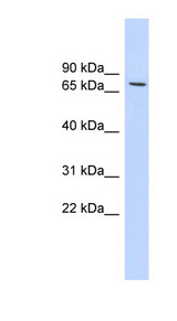 HDAC2 Antibody - HDAC2 antibody Western blot of 293T cell lysate. This image was taken for the unconjugated form of this product. Other forms have not been tested.