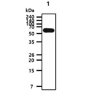 HDAC2 Antibody - The recombinant proteins (50ng) were resolved by SDS-PAGE, transferred to PVDF membrane and probed with anti-human HDAC2 antibody (1:1000). Proteins were visualized using a goat anti-mouse secondary antibody conjugated to HRP and an ECL detection system. Lane 1.: Recombinant Human HDAC2