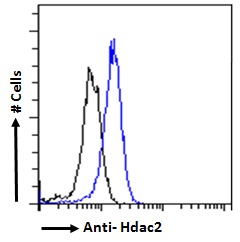 HDAC2 Antibody - Hdac2 antibody flow cytometric analysis of paraformaldehyde fixed HeLa cells (blue line), permeabilized with 0.5% Triton. Primary incubation 1hr (10ug/ml) followed by Alexa Fluor 488 secondary antibody (2ug/ml). IgG control: Unimmunized goat IgG (black line) followed by Alexa Fluor 488 secondary antibody.