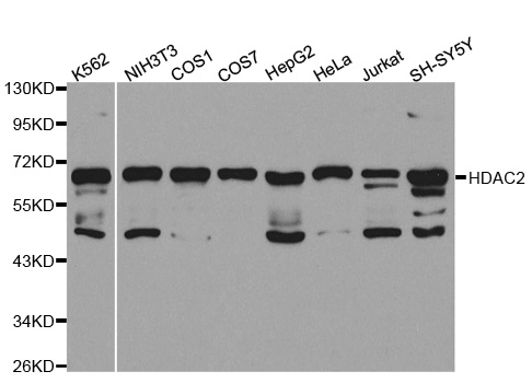 HDAC2 Antibody - Western blot analysis of extracts of various cell lines.