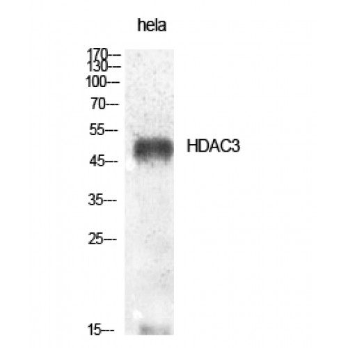 HDAC3 Antibody - Western blot of HDAC3 antibody