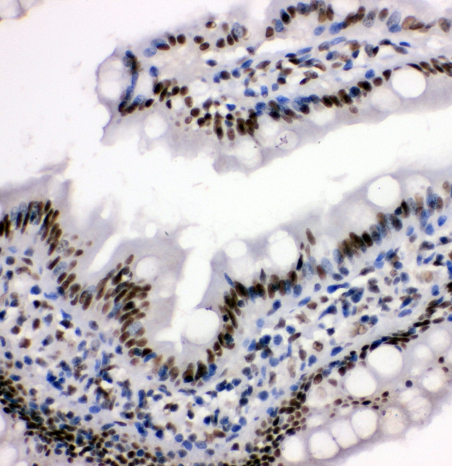 HDAC3 Antibody - HDAC3 antibody. IHC(F): Mouse Brain Tissue.