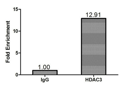 HDAC3 Antibody - Chromatin Immunoprecipitation Hela (1.2*10E6) were cross-linked with formaldehyde, sonicated, and immunoprecipitated with 4µg anti-HDAC3 or a control normal rabbit IgG. The resulting ChIP DNA was quantified using real-time PCR with primers (HDAC3) against the P21 promoter.