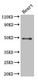 HDAC3 Antibody - Western Blot Positive WB detected in: Mouse heart All lanes: HDAC3 antibody at 2.5µg/ml Secondary Goat polyclonal to rabbit IgG at 1/50000 dilution Predicted band size: 49, 50 kDa Observed band size: 49 kDa