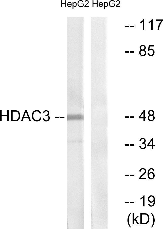 HDAC3 Antibody - Western blot analysis of lysates from HepG2 cells, using HDAC3 Antibody. The lane on the right is blocked with the synthesized peptide.