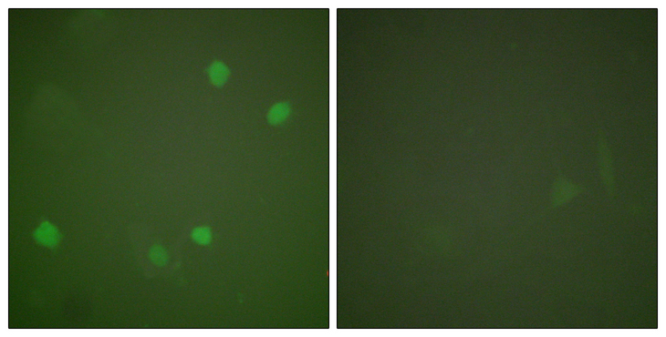 HDAC3 Antibody - Immunofluorescence analysis of COS7 cells, using HDAC3 Antibody. The picture on the right is blocked with the synthesized peptide.