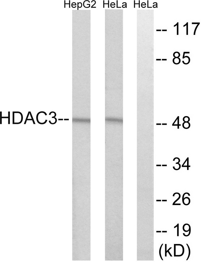 HDAC3 Antibody - Western blot analysis of lysates from HepG2 and HeLa cells, using HDAC3 Antibody. The lane on the right is blocked with the synthesized peptide.