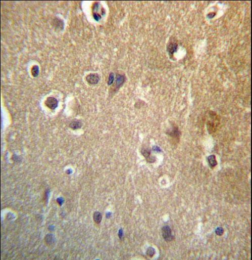 HDAC3 Antibody - HDAC3 Antibody immunohistochemistry of formalin-fixed and paraffin-embedded human brain tissue followed by peroxidase-conjugated secondary antibody and DAB staining.