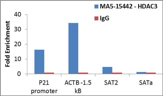 HDAC3 Antibody - HDAC3 Antibody in ChIP assay (ChIP)